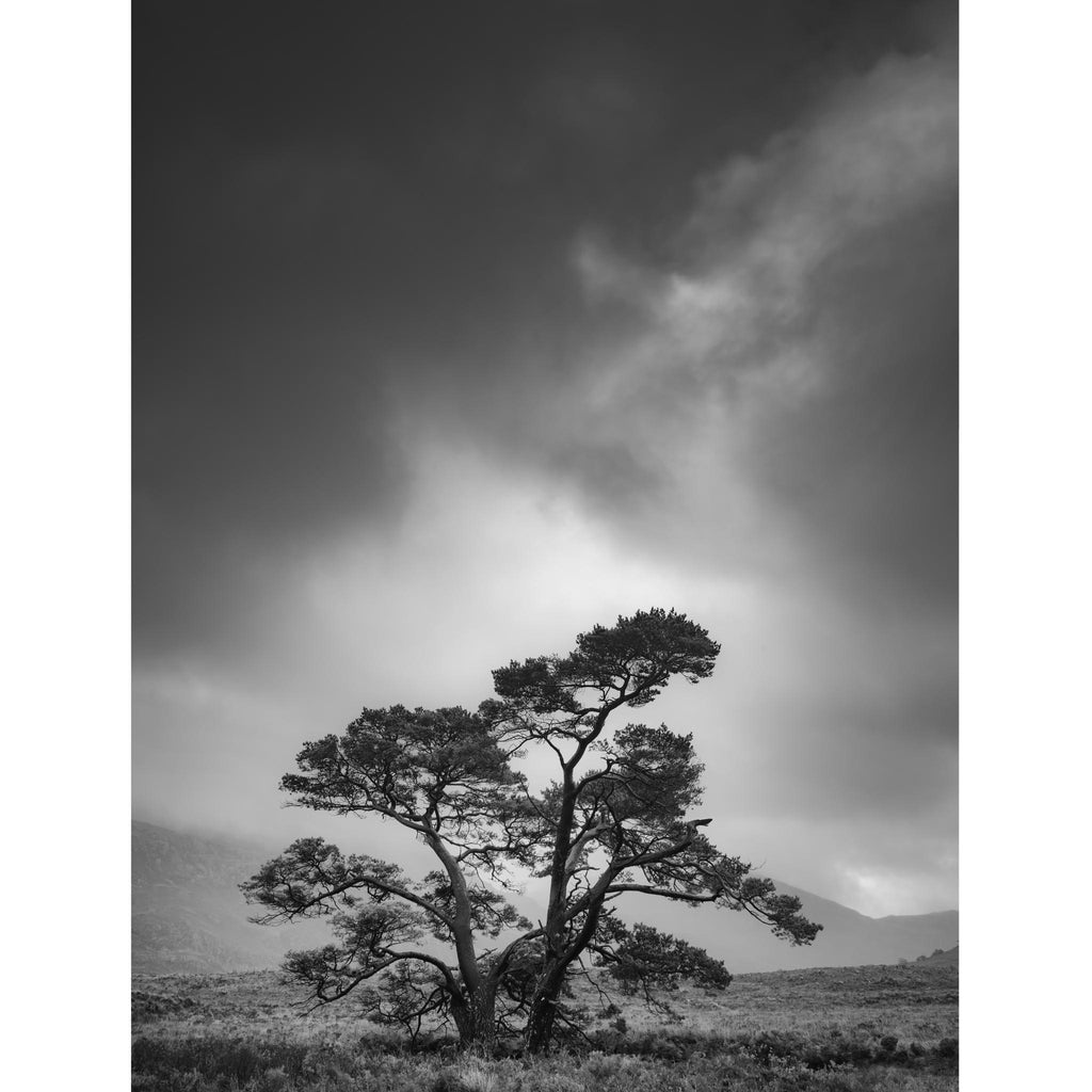 TORRIDON - Winter Pine Tree