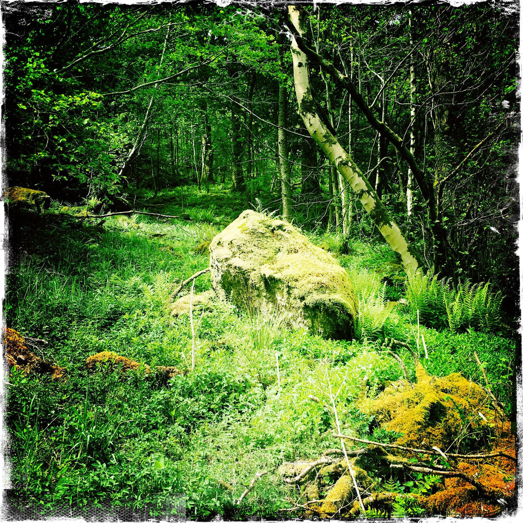 Ancient Cumbrian Woodland with Rock