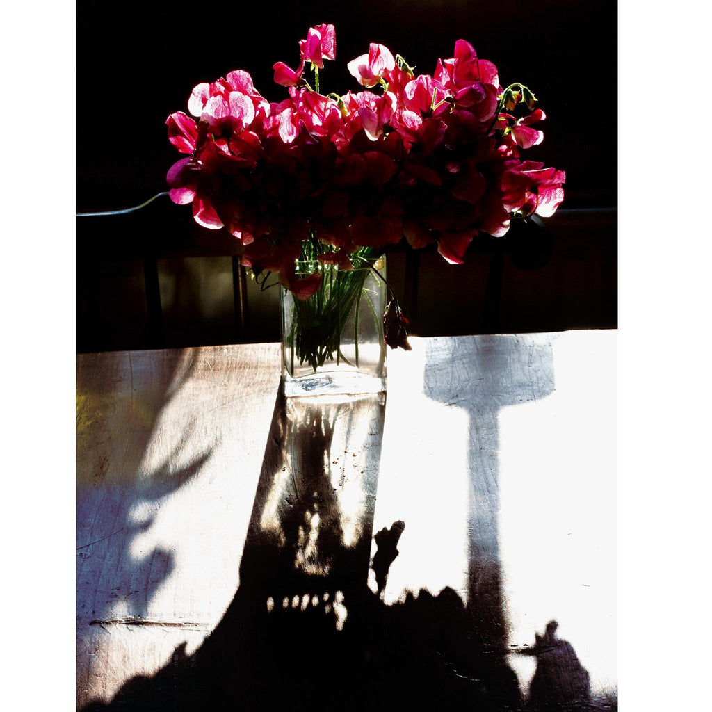 Americana Sweet Peas in Dawn Sunlight