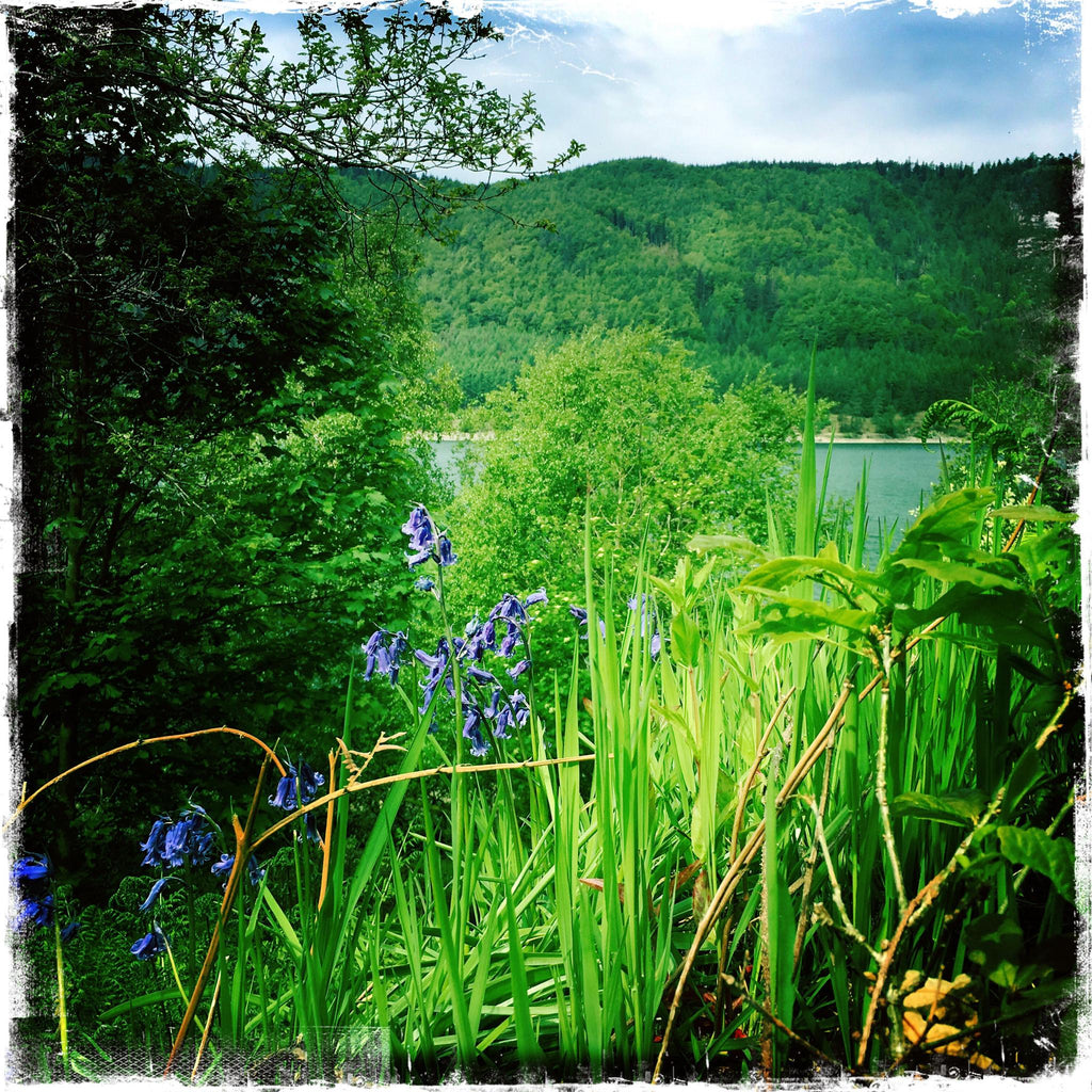 Bluebells near Thirlmere