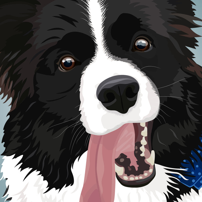 Border Collie Illustration