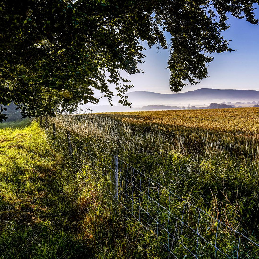 Dawn - Cleveland Hills, Skutterskelfe, Hutton Rudby