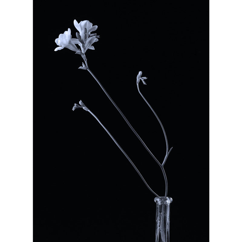 FREESIA FLOWER - cyanotype
