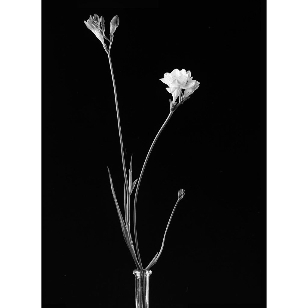 FREESIA No. 2 - Single Stem in old milk bottle