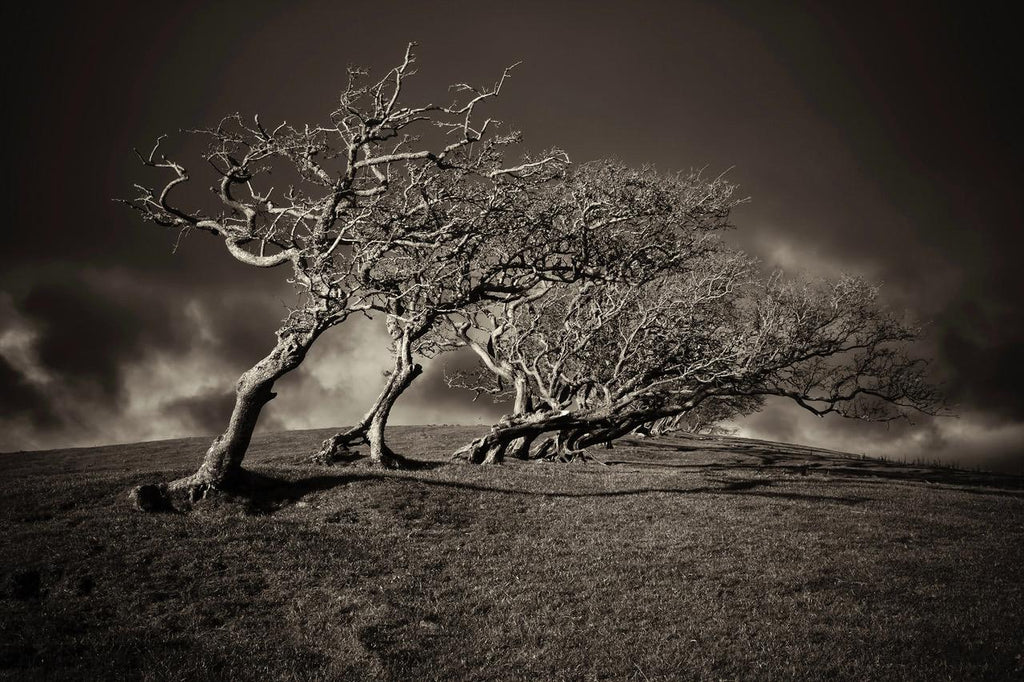 HAWTHORN TREES, Winter afternoon before a storm