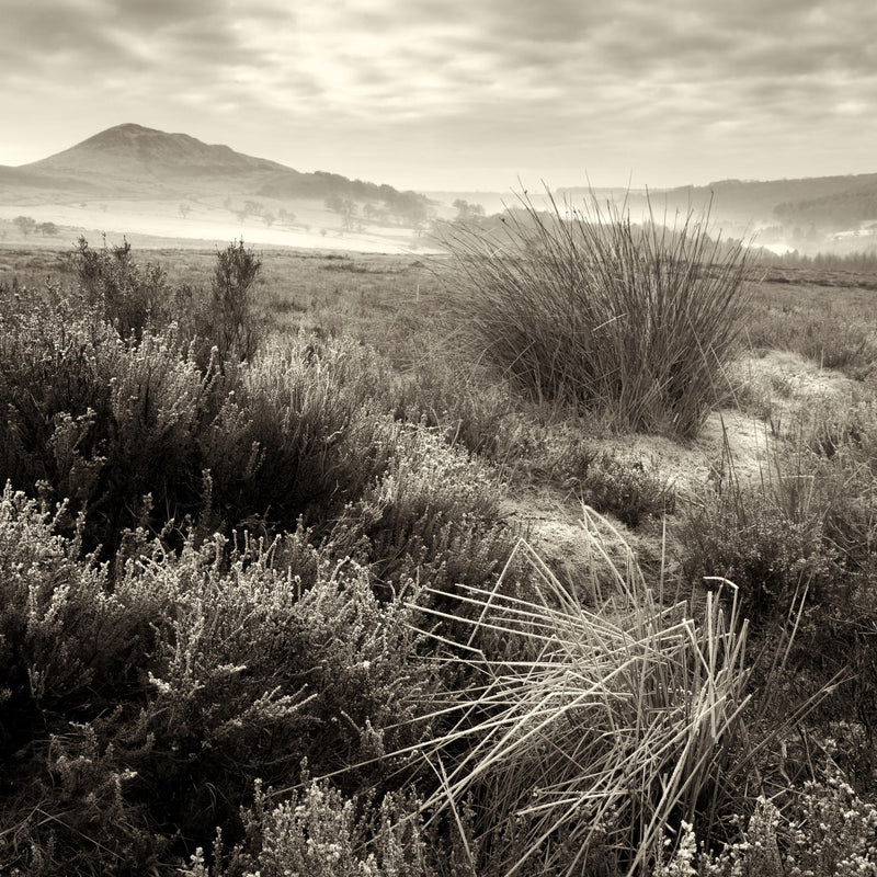 Hawnby Moor - North Yorks Moors