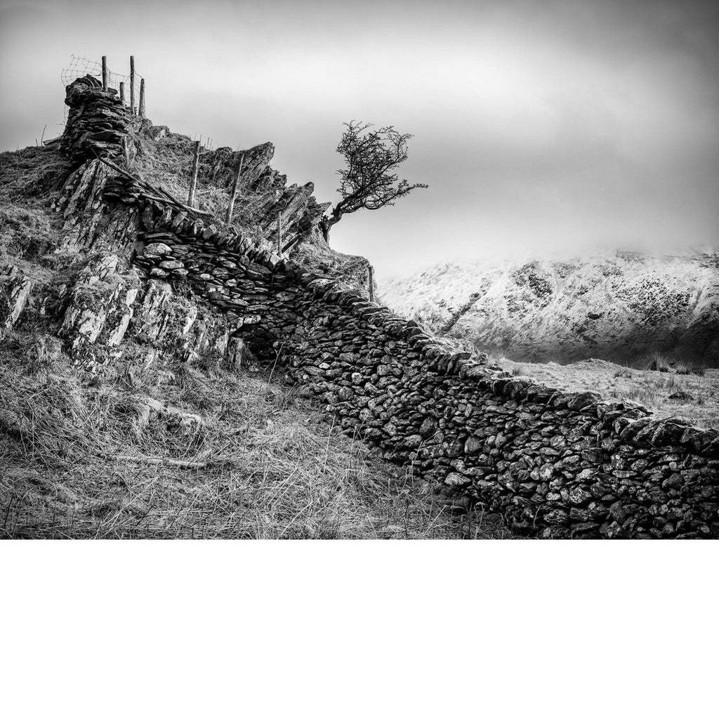 TREE ON GRAGG print no 4 Troutbeck in Winter