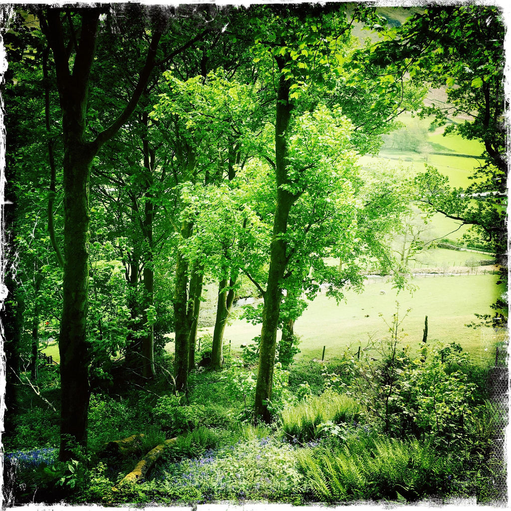 WOODLAND, BUTTERMERE