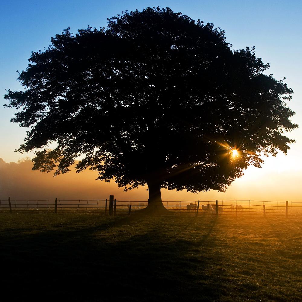 Autumn Dawn- Skutterskelfe Park, North Yorkshire