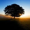 Autumn Dawn- Skutterskelfe Park, North Yorkshire