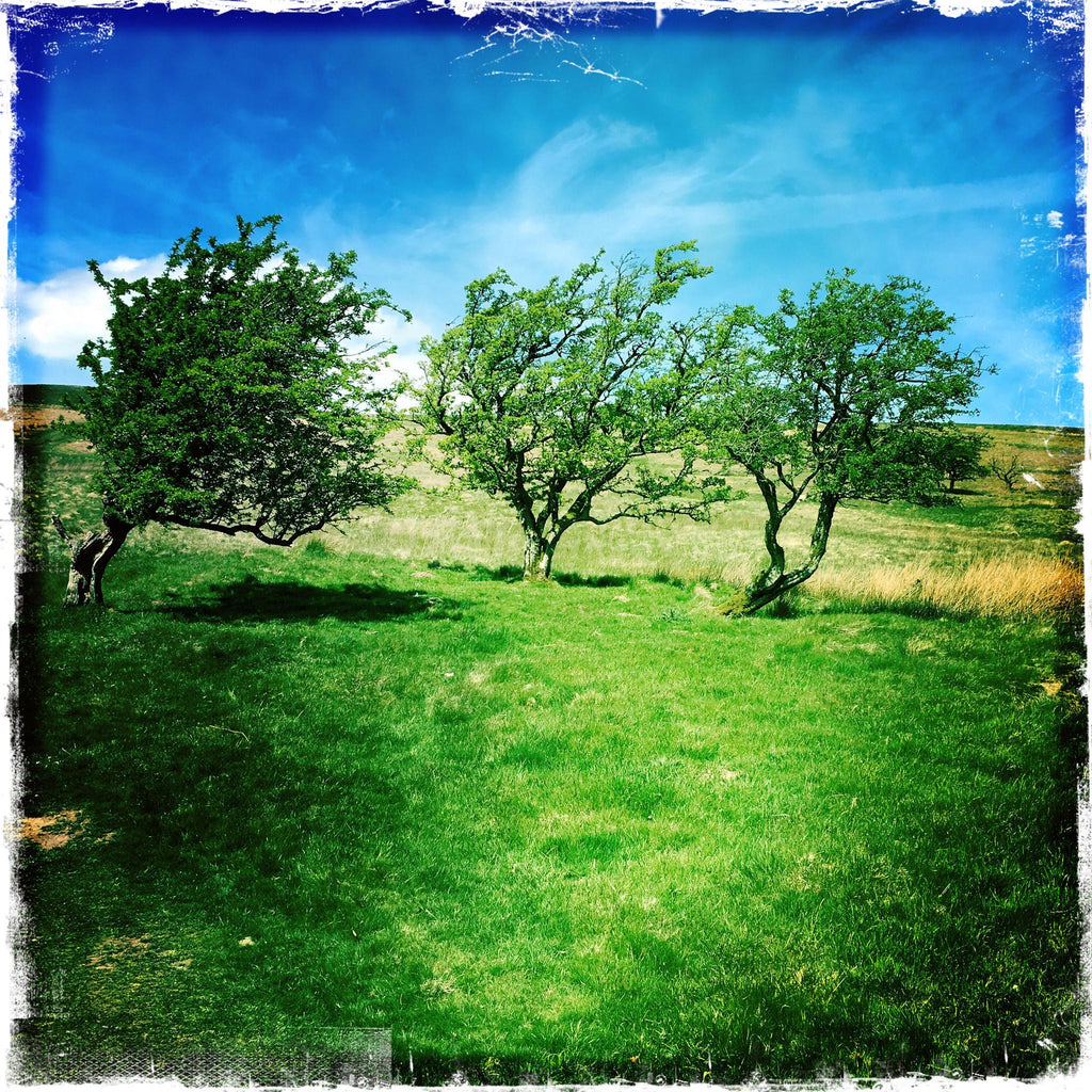 WINDSWEPT TREES - Binsey Fell