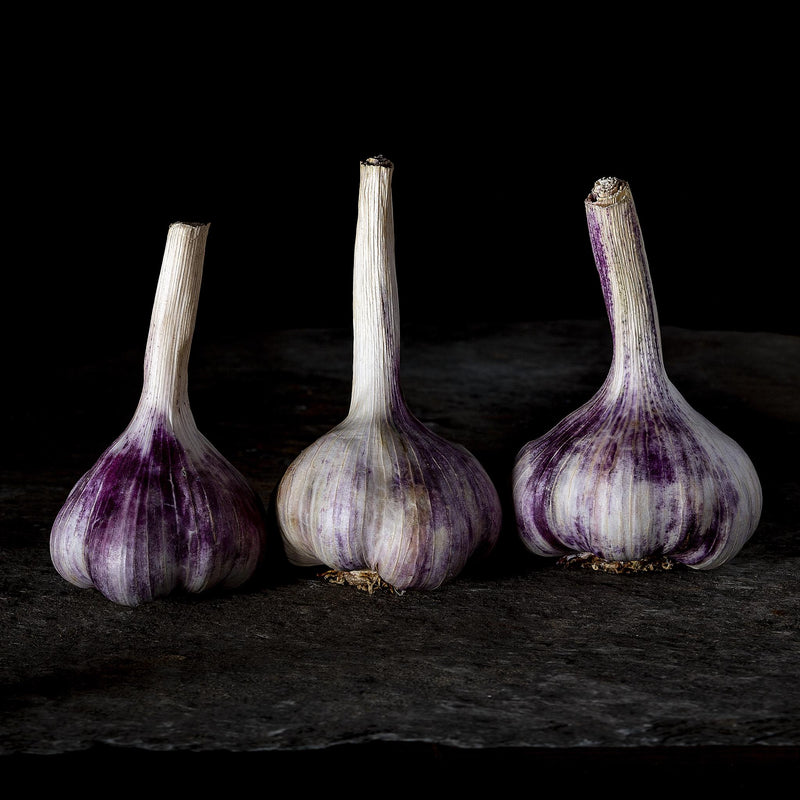 French Ail Purple Garlic Bulbs Posturing on Cumberland Slate. I love the delicately veined gossamer skin and colouring of these beautiful unassuming little vegetables!
