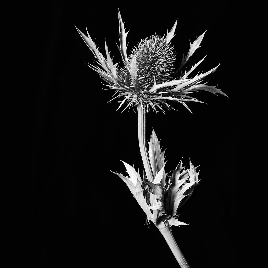 Sea Holly In Isolation. Eryngium Alpinum