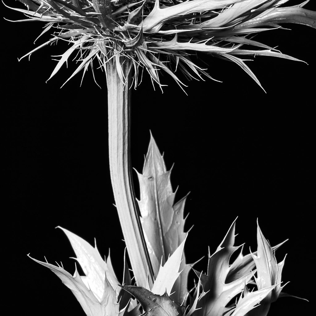 Sea Holly - In Isolation Eryngium Alpinum detail