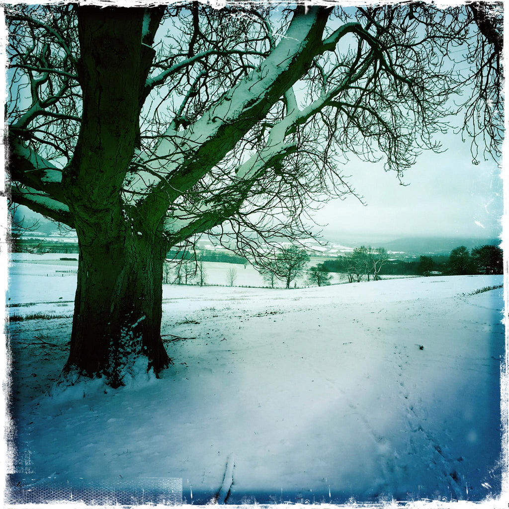 Roseberry Topping - Occluded by Tree - Skutterskelfe Park