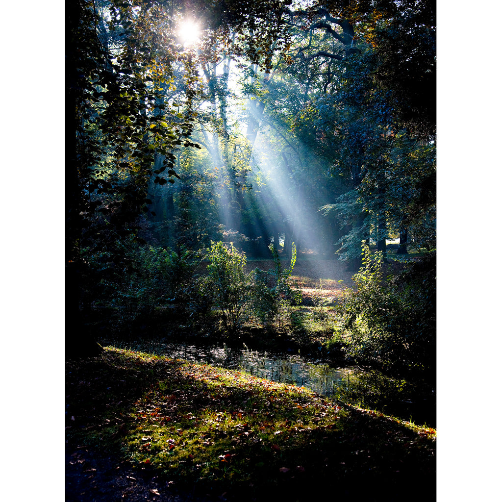 Thorpe Perrow Arboretum-Early Morning Sunshine