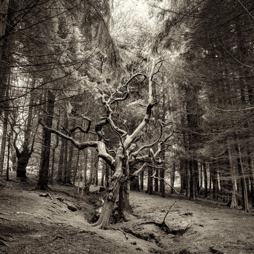 TWO OLD FELLAS - North Yorks Moors